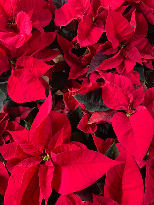 Poinsettia